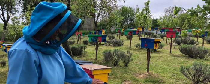 Розмноження карпатської бджоли: цим займаються пасічники із Загаття на Закарпатті