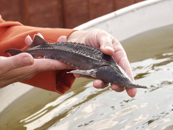 Одна з найдавніших риб у світі: в Закарпатські річки рибалки випустили мальків стерляді