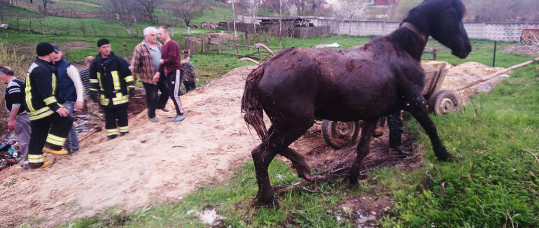 Провалилися в трясовину: на Закарпатті рятувальники врятували двох коней