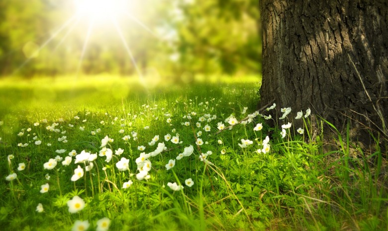 Після довгих похолодань вже цими днями на Закарпатті очікується +24 градуси вдень