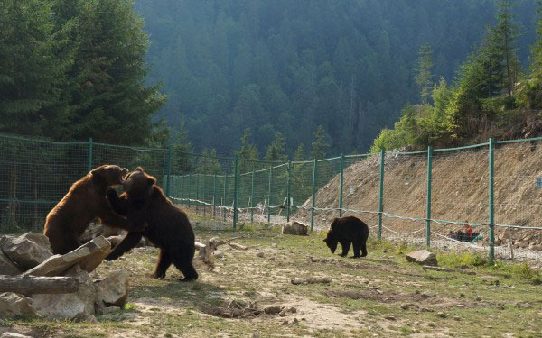 У реабілітаційному центрі бурого ведмедя НПП “Синевир” помер бурмило
