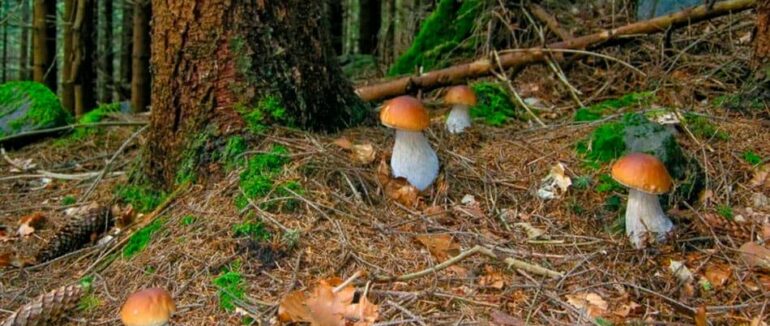 Грибний сезон 2021 на Мукачівщині – оголошено відкритим