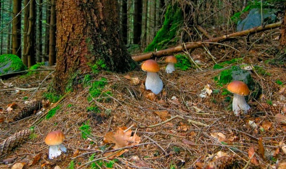 Грибний сезон 2021 на Мукачівщині - оголошено відкритим