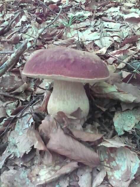 Закарпатці продовжують збирати білі гриби