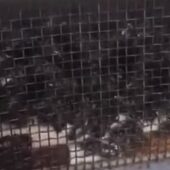 Подробиці гучного інциденту: бджоли які прибули до Іршавського відділення Укрпошти були живі