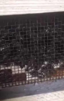 Подробиці гучного інциденту: бджоли які прибули до Іршавського відділення Укрпошти були живі