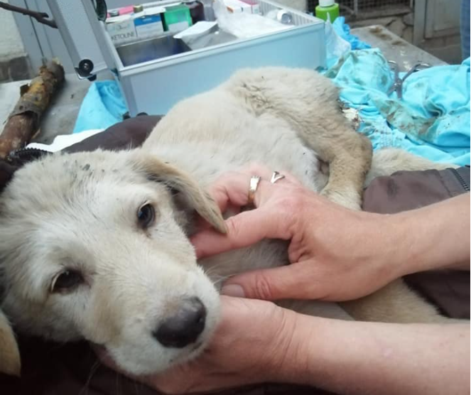 В Ужгороді роми жорстоко знущалися з цуценя