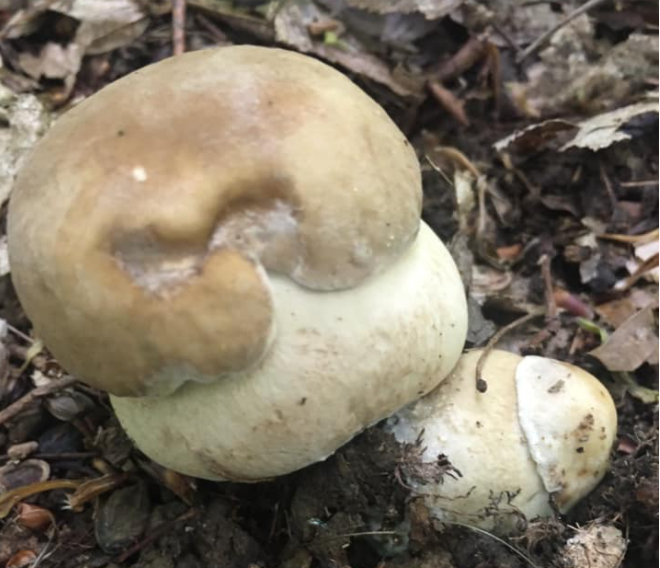 Грибний сезон в розпалі: закарпатці продовжують у соцмережах ділитися своїми знахідками