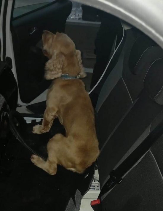 Винюхав контрабанду: на МП «Тиса» затримали українця, який намагався вивезти 620 пачок без акцизних цигарок