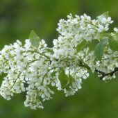 Народні прикмети на 4 травня: яке сьогодні свято та що не можна робити в цей день