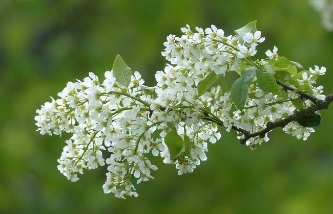 Народні прикмети на 4 травня: яке сьогодні свято та що не можна робити в цей день