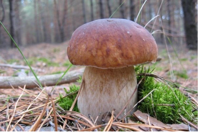 На Закарпатті вже почали збирати білі гриби