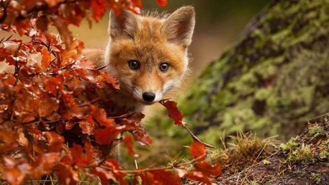 На Львівщині 6-річні діти вбили лисицю й носили її вулицями міста