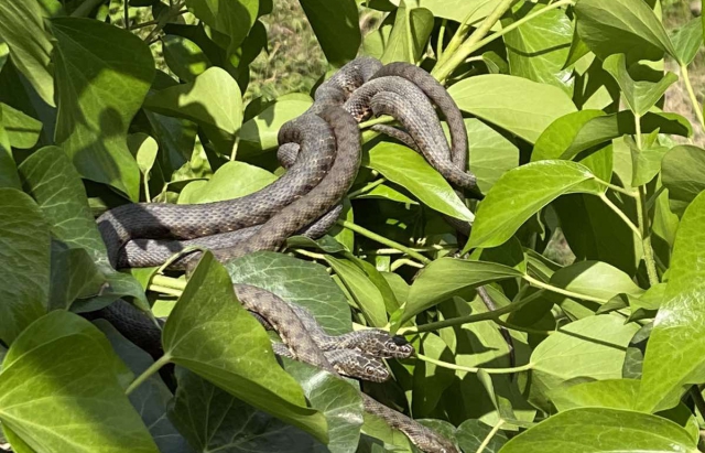 В Ужгороді набережна кишить зміями