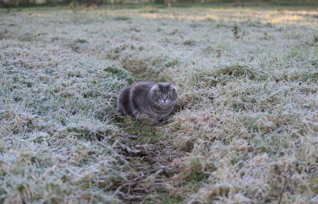 Завтра на Закарпатті очікуються заморозки