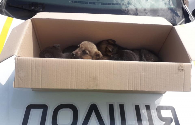 На Ужгородщині патрульні врятували цуциків від безпритульного життя