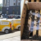 Покинуті закарпатські бджоли вже другу добу перебувають на складі Укрпошти