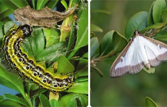 На Закарпатті з’явився небезпечний шкідник