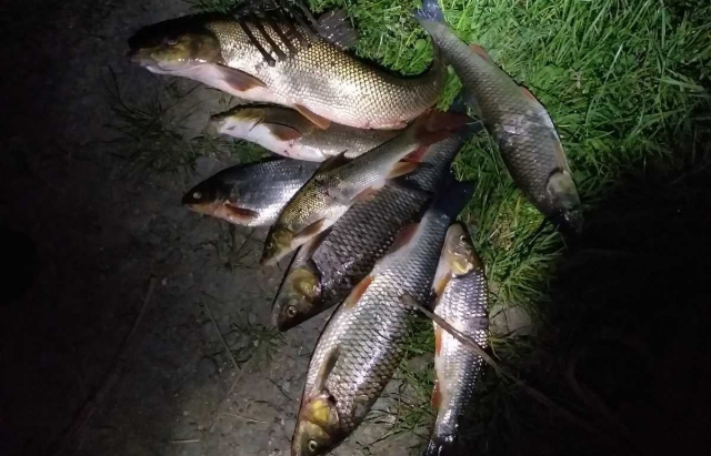 Незаконна риболовля на Закарпатті: чоловік заплатить 2000 грн штрафу за червонокнижну рибу