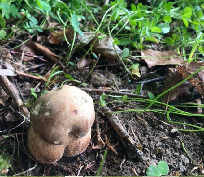Закарпатці продовжують ділитися грибними полюваннями