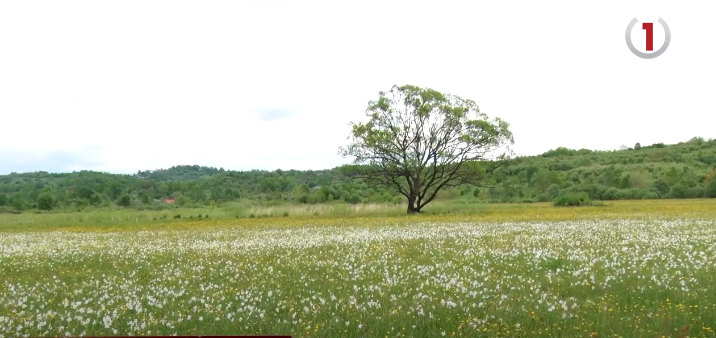 Менше квітів – менше туристів. Як сьогодні виглядає найбільша долина нарцисів у Європі (ФОТО, ВІДЕО)