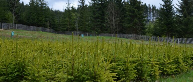 Лісові культури заполонили розсадник на Рахівщині