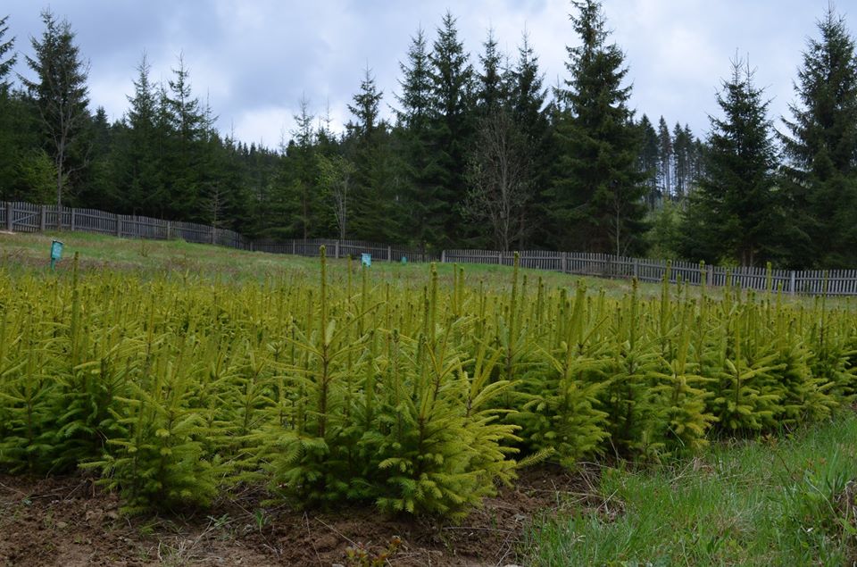 Лісові культури заполонили розсадник на Рахівщині