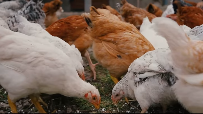 Мукачівський міський голова планує започаткувати програму підтримки дворогосподарств