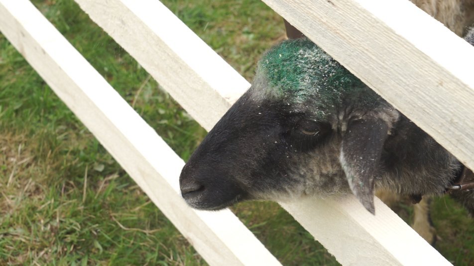 Вихід 300 овець на полонину: свято міри відзначили на Рахівщині