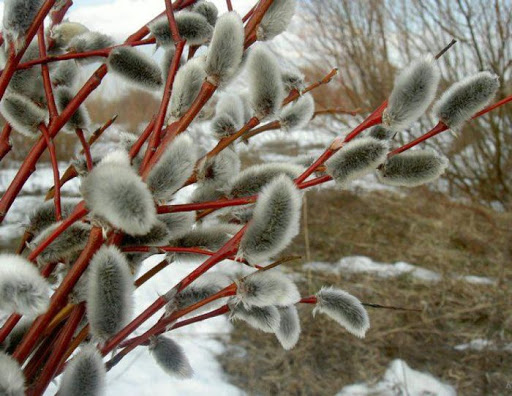 За останні роки квітень на Закарпатті виявився найхолоднішим