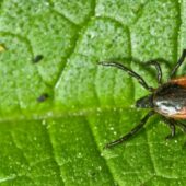 Сезон кліщів: правила безпеки і дії у разі укусу