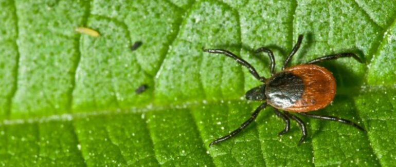 Сезон кліщів: правила безпеки і дії у разі укусу