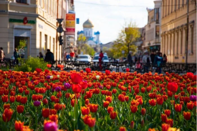 В Ужгороді розцвіло близько 30 тисяч тюльпанів