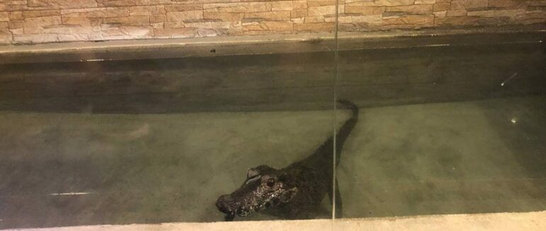 Єдиний в Україні: у тераріумі в Ужгороді живе крокодил