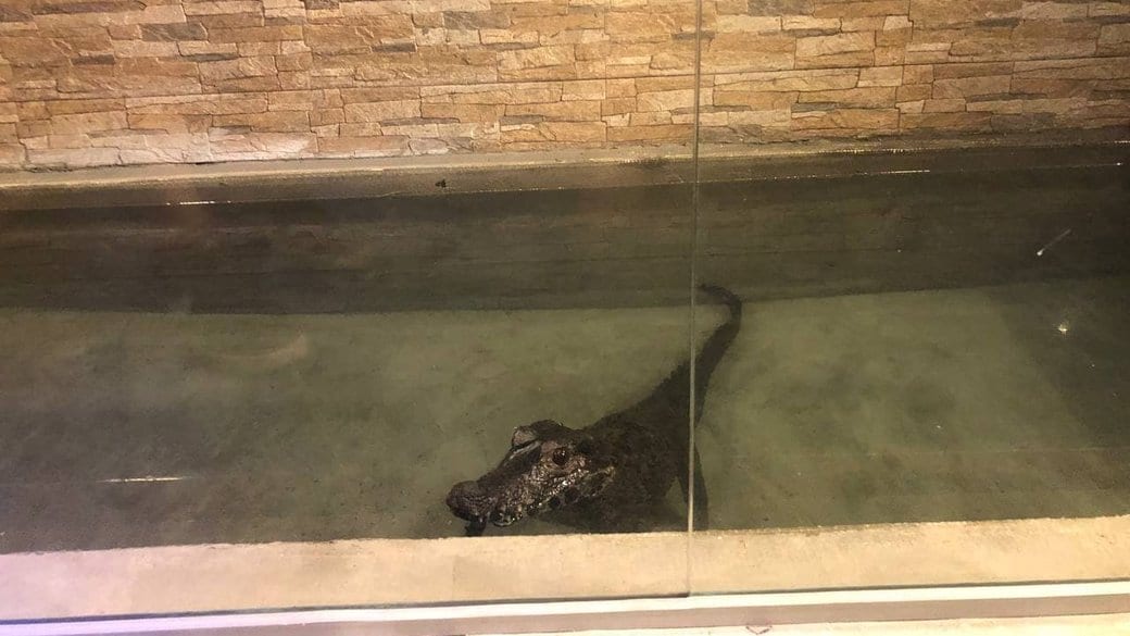 Єдиний в Україні: у тераріумі в Ужгороді живе крокодил