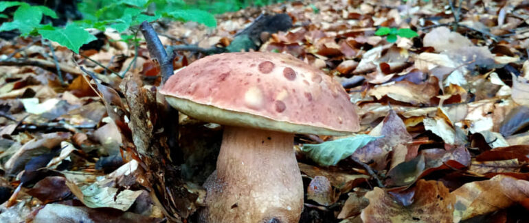 Закарпатські грибарі продовжують активно ділитися своїми трофеями у соцмережах