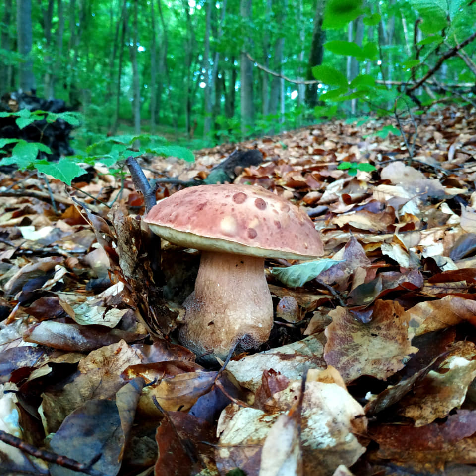 Закарпатські грибарі продовжують активно ділитися своїми трофеями у соцмережах