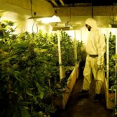 Легалізація медичного канабісу в Україні: проект вийшов на фінальний шлях