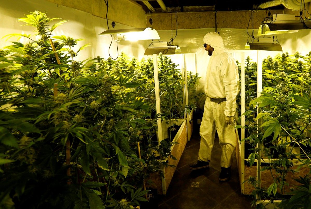 Легалізація медичного канабісу в Україні: проект вийшов на фінальний шлях