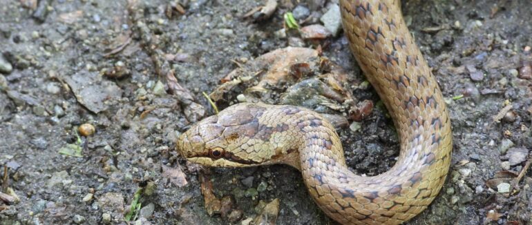 На Закарпатті виявили змію на приватному подвір’ї, яка занесена до Червоної книги України