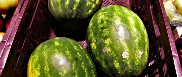 Ранні кавуни з’явились у Мукачеві
