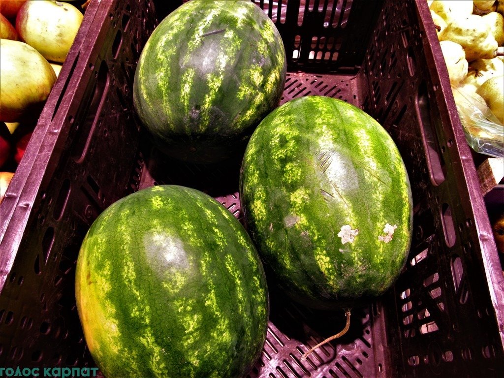 Ранні кавуни з`явились у Мукачеві