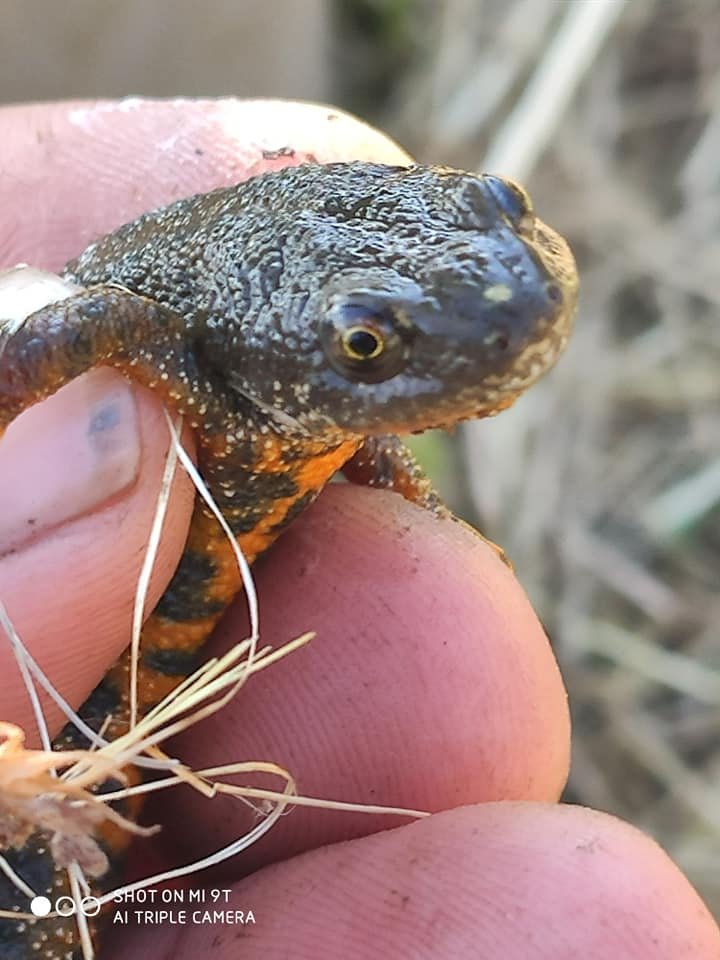 Закарпатець натрапив на рідкісного тритона