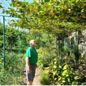 “Урожай обіцяє бути по-особливому щедрим”: на Тячівщині у садівника-любителя зацвіло ківі