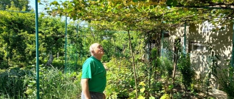 “Урожай обіцяє бути по-особливому щедрим”: на Тячівщині у садівника-любителя зацвіло ківі