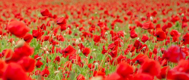 У Мукачеві розквітло макове поле