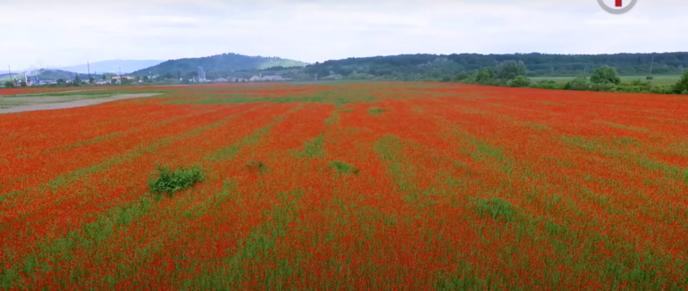 Неможливо проїхати повз: макова фотозона з’явилася у Мукачеві (ФОТО; ВІДЕО)