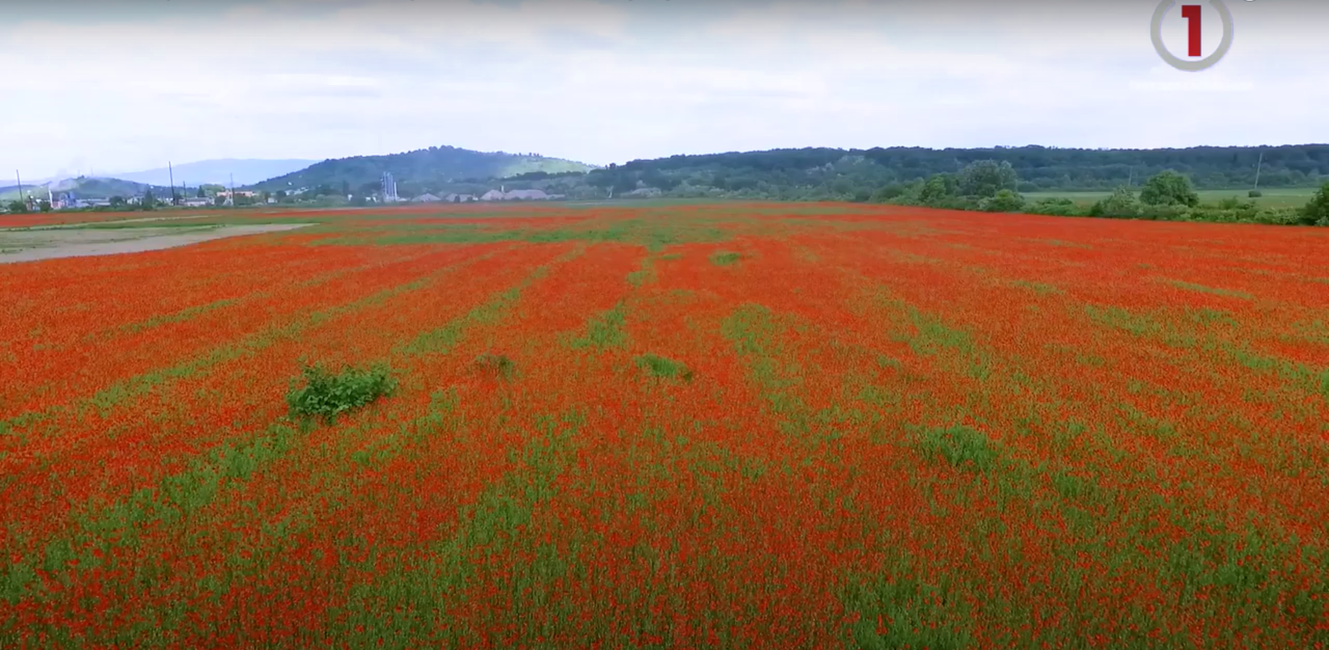 Неможливо проїхати повз: макова фотозона з’явилася у Мукачеві (ФОТО; ВІДЕО)