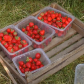 Полуничний сезон у розпалі: яка вартість червоної ягоди на Закарпатті? (ФОТО; ВІДЕО)