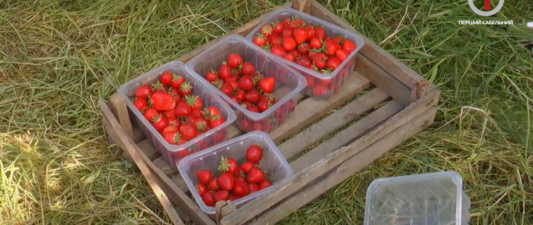 Полуничний сезон у розпалі: яка вартість червоної ягоди на Закарпатті? (ФОТО; ВІДЕО)